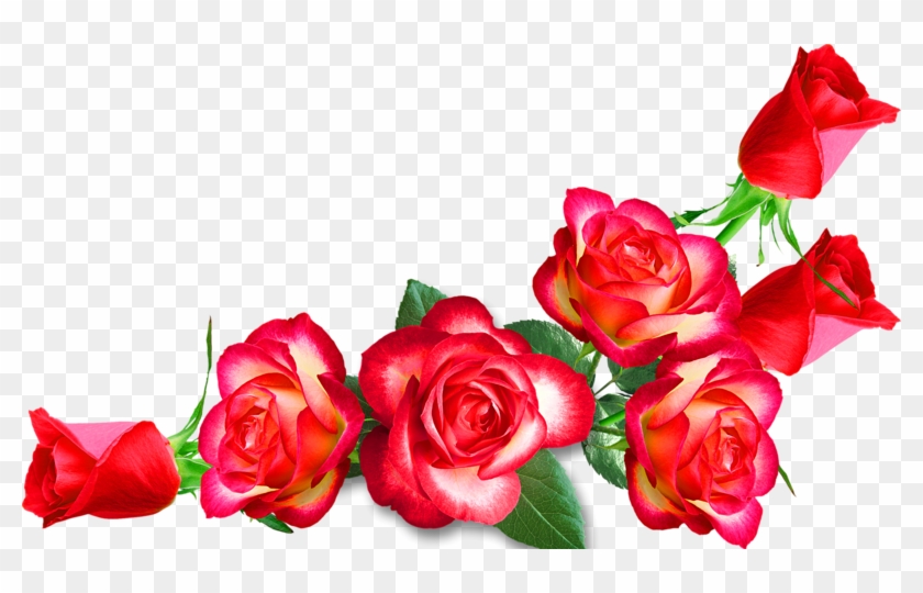 Garden Roses Cut Flowers Clip Art - 1nichole_true's Closet Show Your Mom Some Love New #1120464