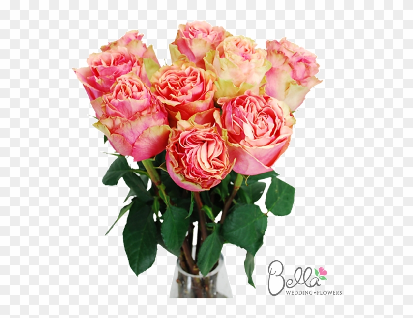 Pink Finesse Garden Roses Are One Of The Newest Hot - Wedding #1120472
