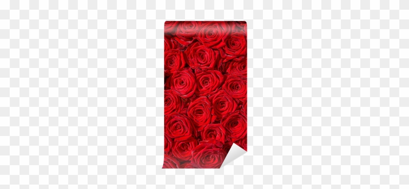 Fabulous Fotomural Estndar Las Rosas Rojas El Smbolo - Garden Roses #1120485
