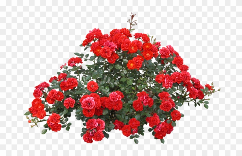 Shrub Rose Flower - Hd Psd Flower #1120492