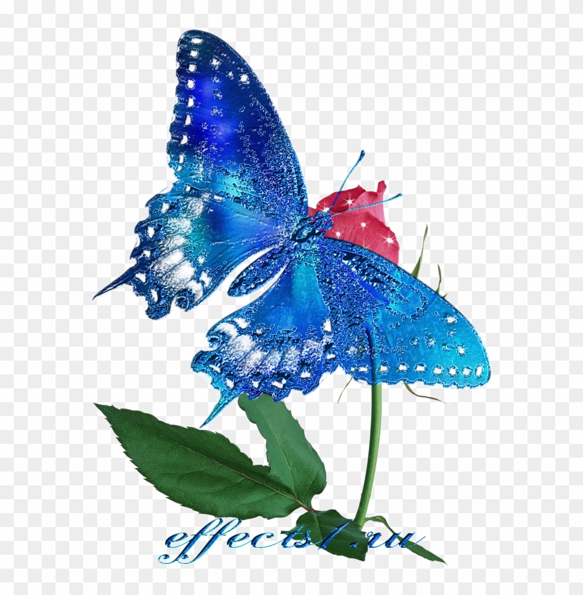 Красивые Бабочки - Бабочка Анимация Пнг #1120504