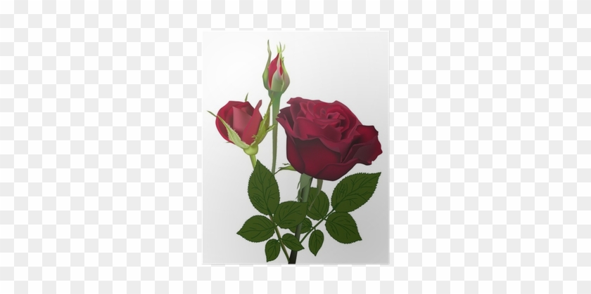 Dark Red Rose Flower And Buds Isolated On White Poster - Botão De Rosa Vermelha #1120525