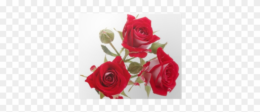 Red Rose Flower Bouquet Isolated On White Background - Flower Bouquet #1120527