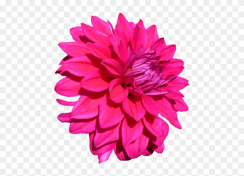 Dahlia Pink Png #1120615