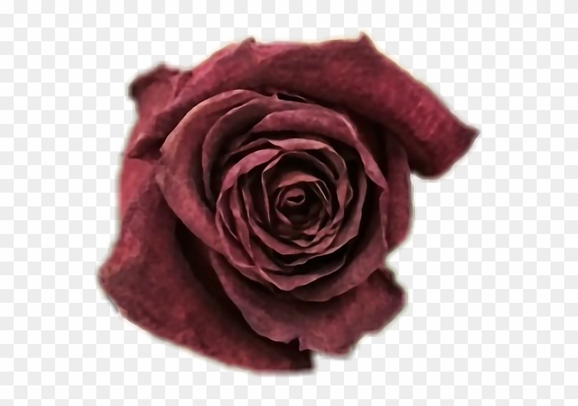 Soft Grunge Flowers Tumblr - Garden Roses #1120621