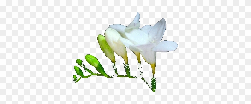 Flowers Gifs Get The Best Gif On Giphy - Flower Blooming Gif Transparent #1120629