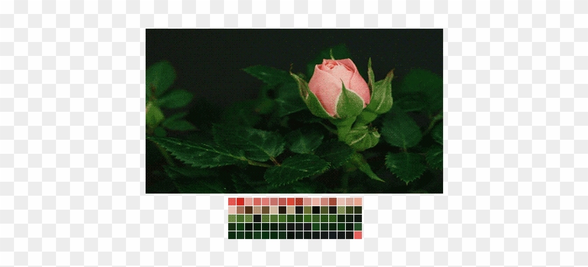Gif Flower Colors Nature Rose Roses Transparent Color - Nature Colors Gif #1120630