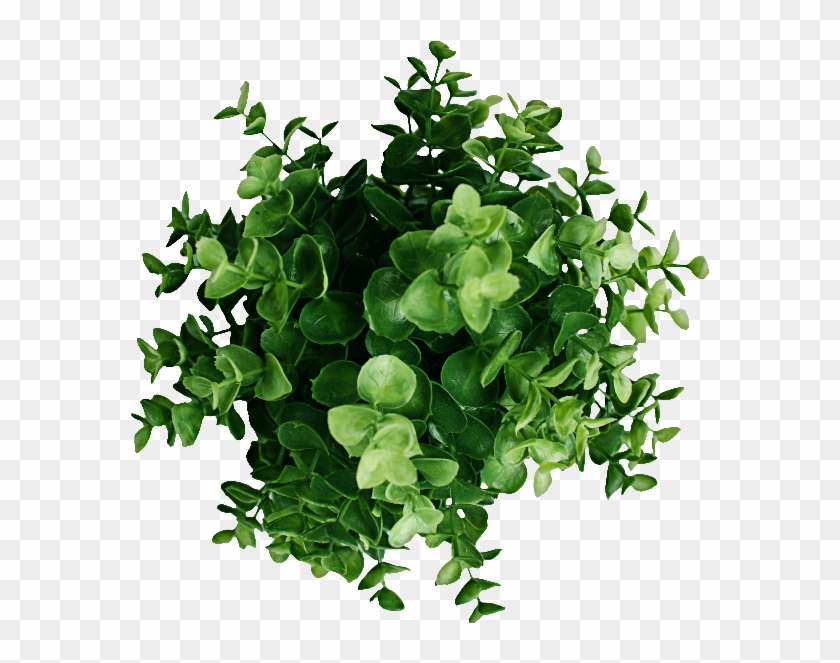 Plant Top View Png Image - Plant Top View Png #1120636