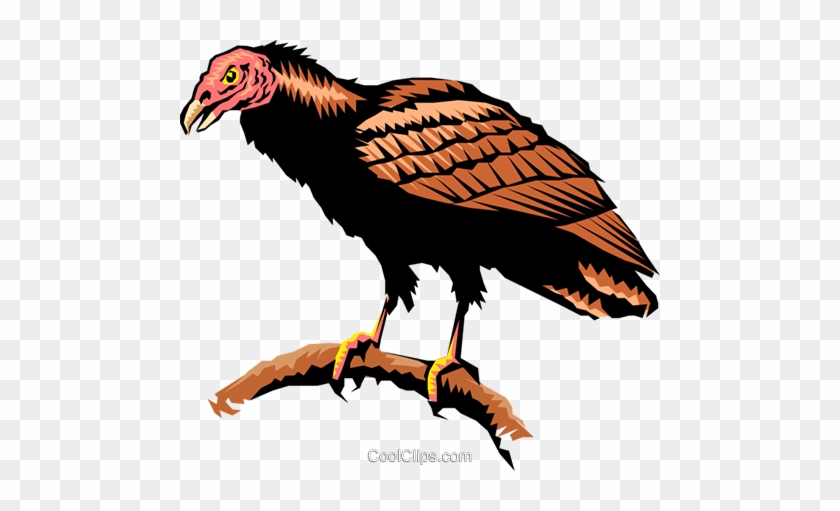 Turkey Vulture Clipart 2 By Jessica - Turkey Vulture Clipart #1121584