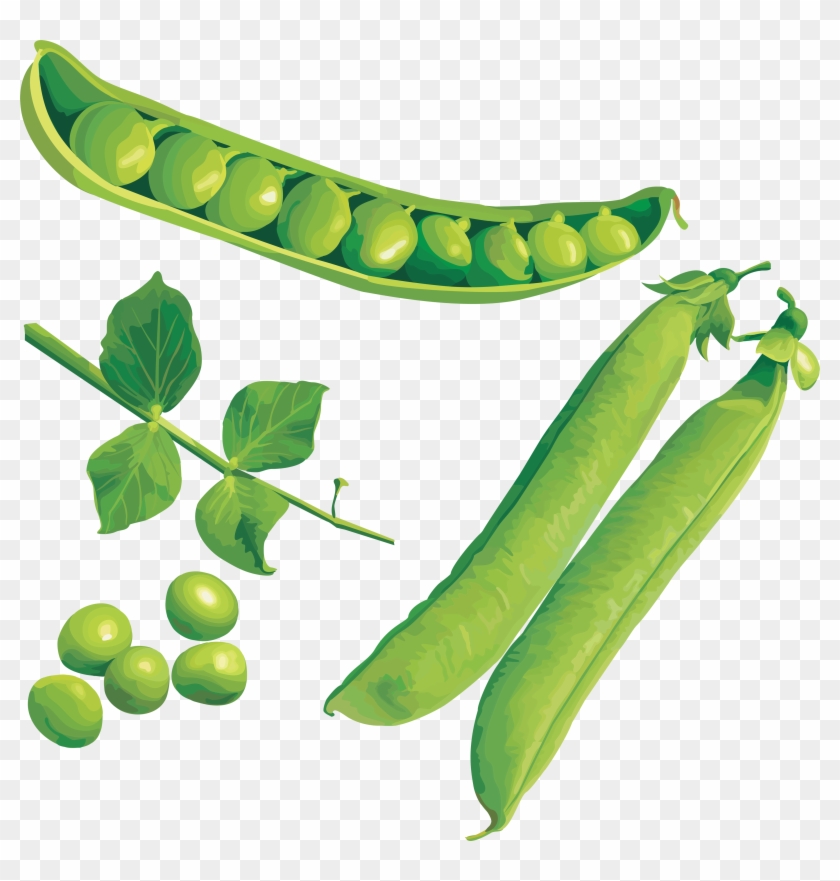 Pulse Clipart Frozen Pea - Green #1121828