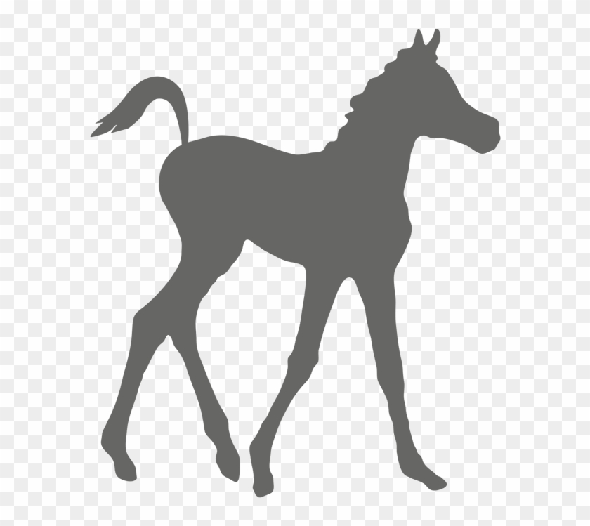 Marketplace - Arabianhorseworld - Com - 300-075 Test - Horse #1122082