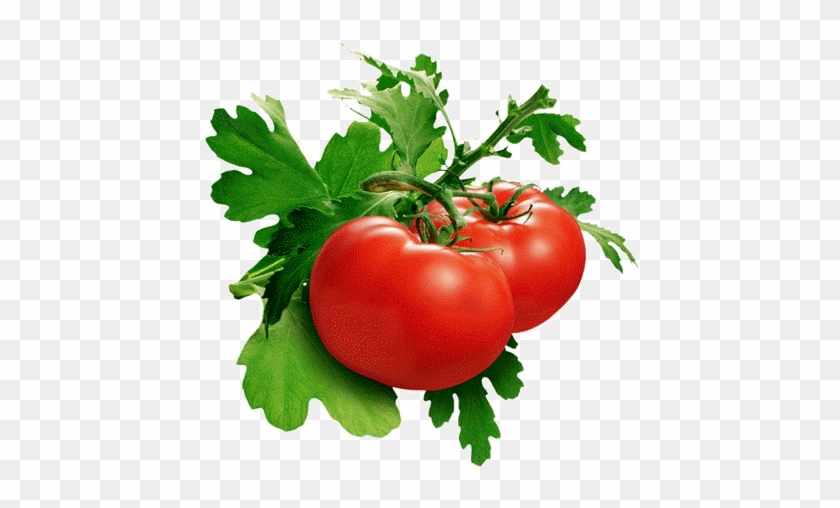 Turmeric Health Benefits - Tomato Plant #1122237