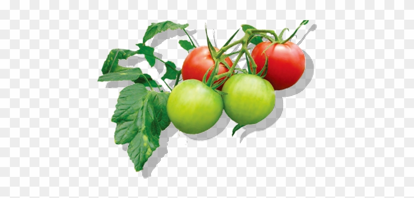 1%の光の増大は1%の 増収となる - Cherry Tomatoes #1122248