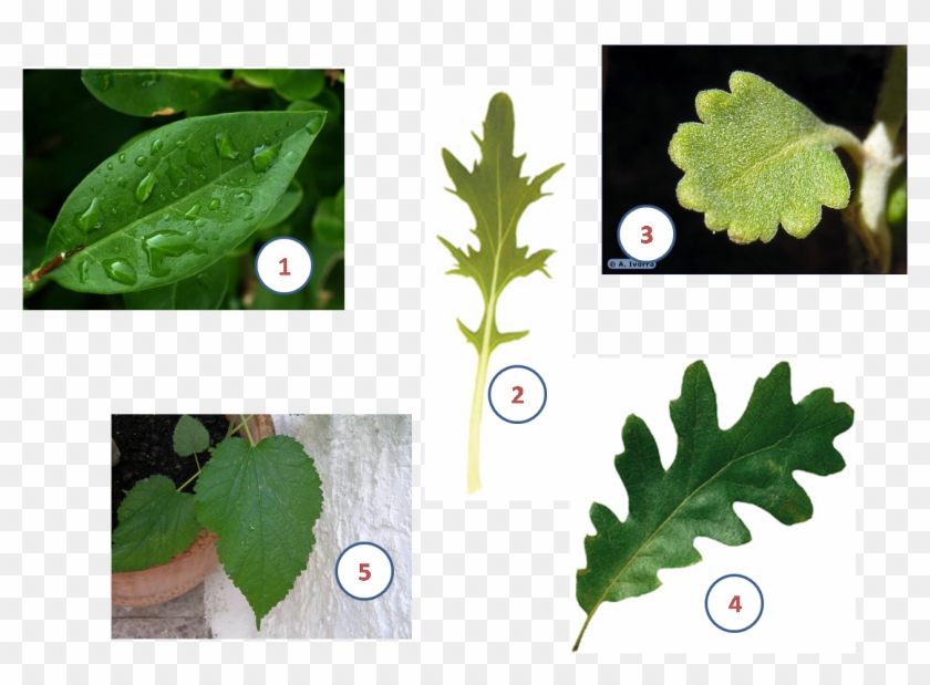 Leaf Plant Stem Limbe Àpex - Tipos De Hojas De Plantas #1122272
