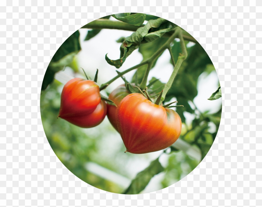 ハートの女王1kg箱×1 - Plum Tomato #1122274