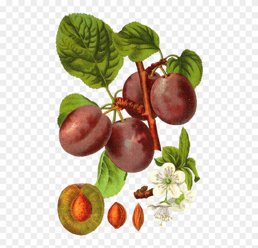Pflaume Prunus Domestica Drawing - Prunus Domestica #1122286