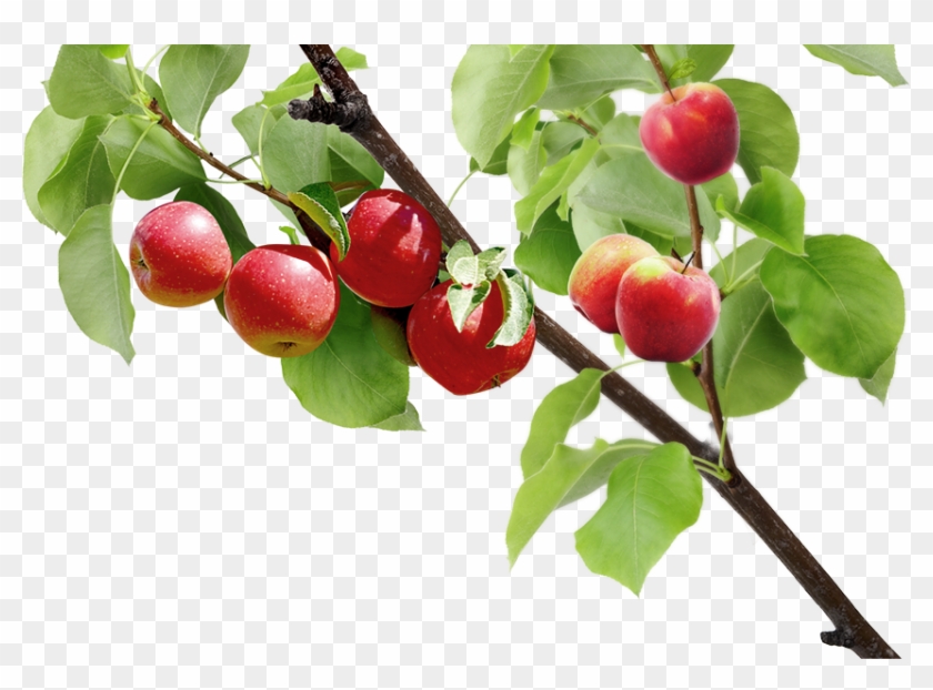 Discover The Orchard - Verger Png #1122296