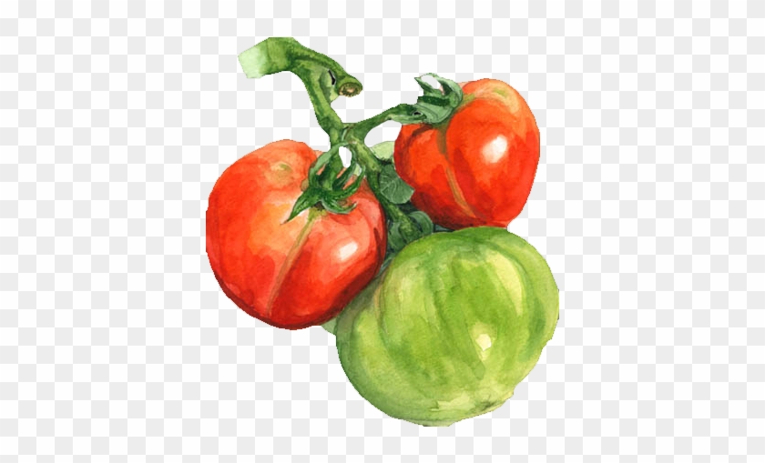 Watercolor Painting Tomato - Tomato Watercolour Png #1122299