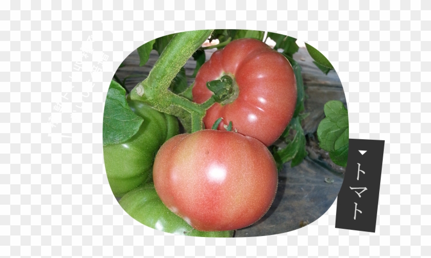 トマト - Bush Tomato #1122300