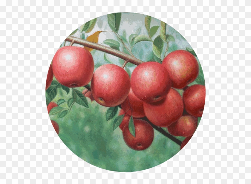 Plum Sticker - Rose Hip #1122314