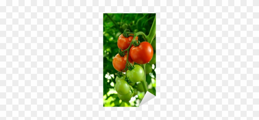 Kırmızı Olgun Ve Yeşil Olgunlaşmamış Domates Dalı Çıkartması - Plum Tomato #1122323