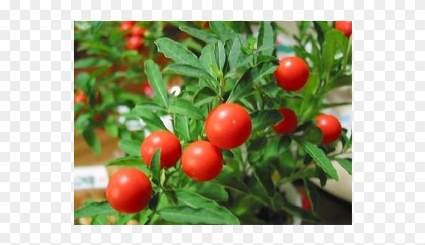 Ashwagandha English Name #1122324