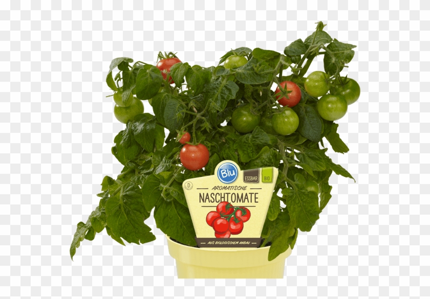 Blu - Aromatische Naschtomate - Blu Echter Thymian Topf-ø Ca. 12 Cm #1122328