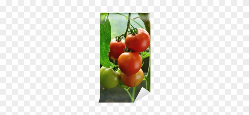 Branch Of Red Ripe And Green Unripe Tomatoes Wall Mural - Tomato #1122331