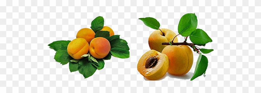 Apricot Fruit Benefits #1122337