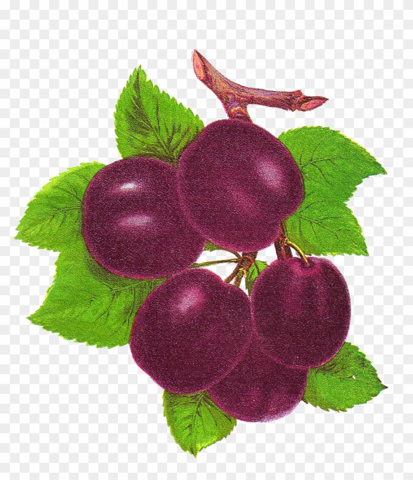 Yahoo Image Search Results - Plum Vintage Png #1122356