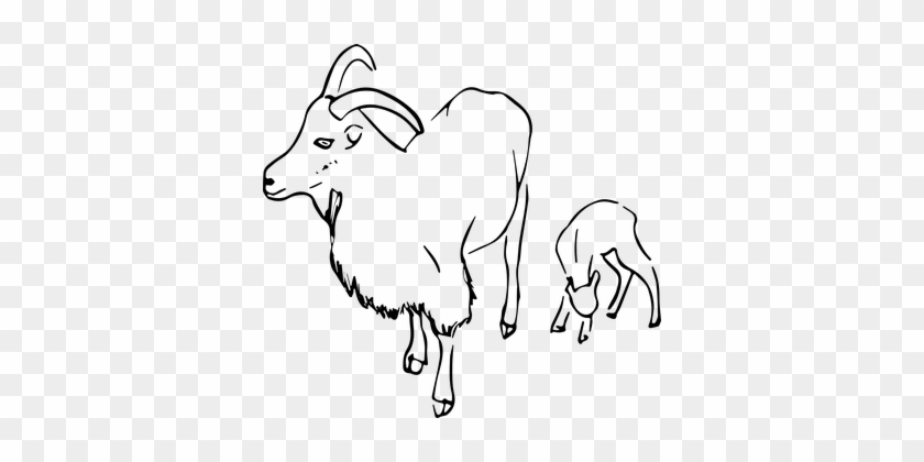 Goats, Kid, Animals, Mountain Goat - Lukisan Gambar Kambing #1122372
