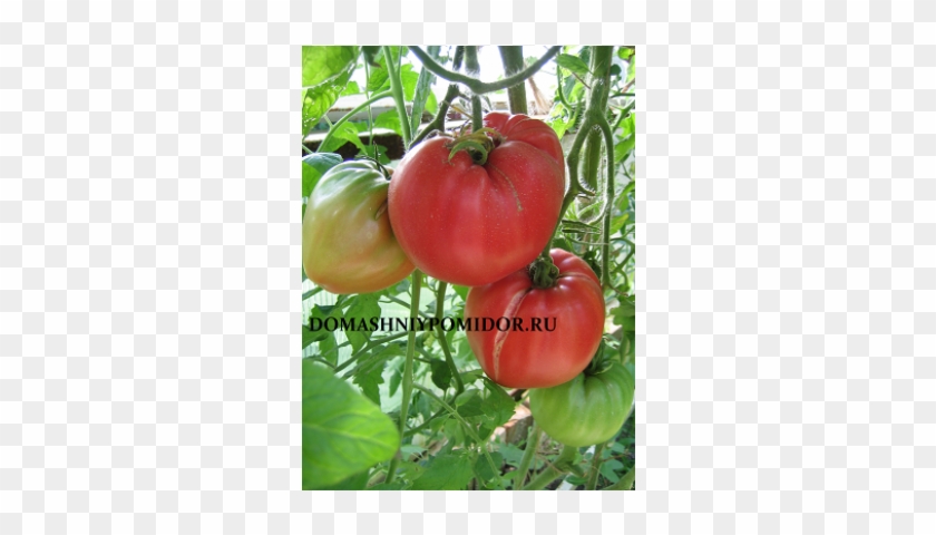 Bush Tomato #1122380