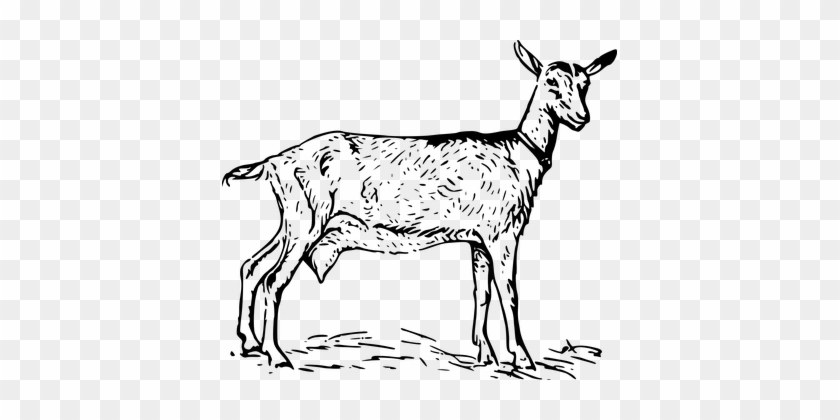 Goat Animal Biology Mammal Zoology Goat Go - White And Black Goat #1122409