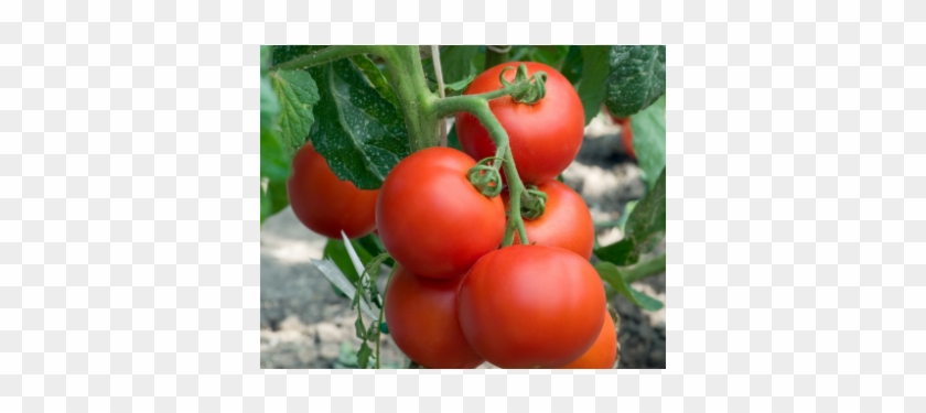 Hibrit F1 Sofralık Domates Tohumları - Tomato #1122424