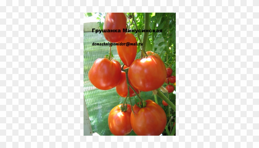 Bush Tomato #1122446