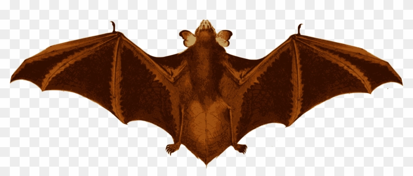 Big Image - Bat #1122487