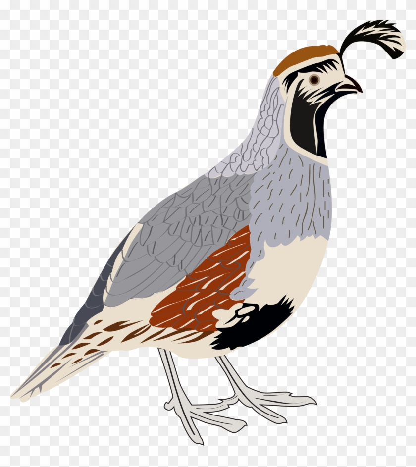 Gambels Quail Sticker - Arizona Quail #1122649