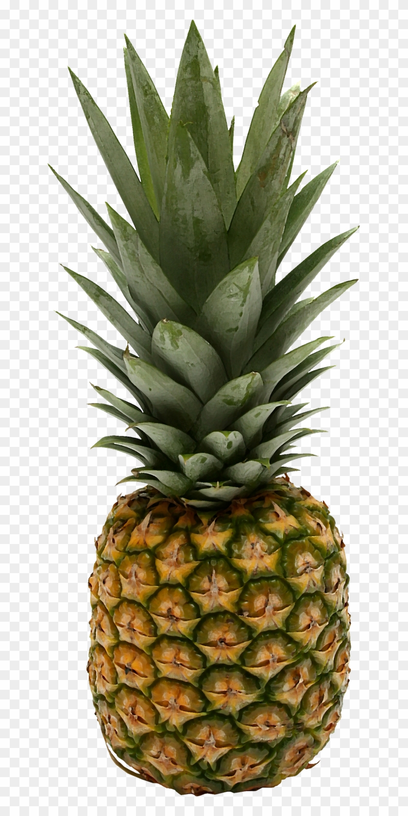 Pineapple Png - Small Pics Of Pineapples #1122730