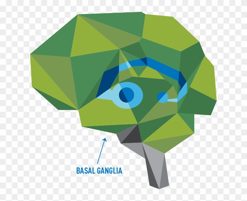 The Brain's Basal Ganglia - Graphic Design #1123201