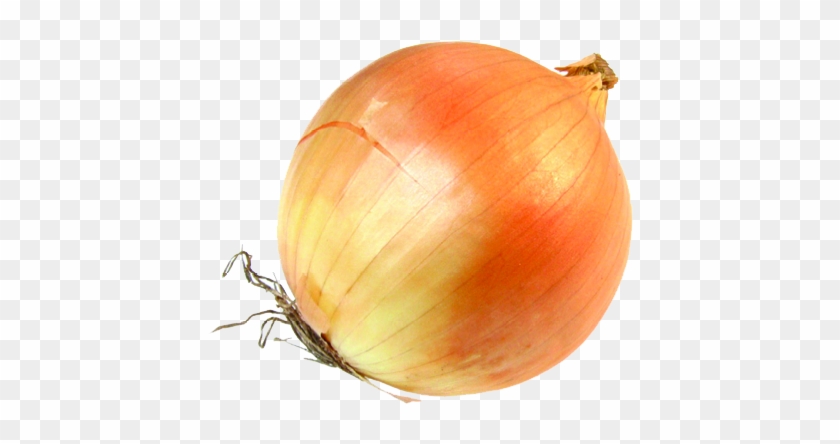 Onion - Onion Transparent #1125205