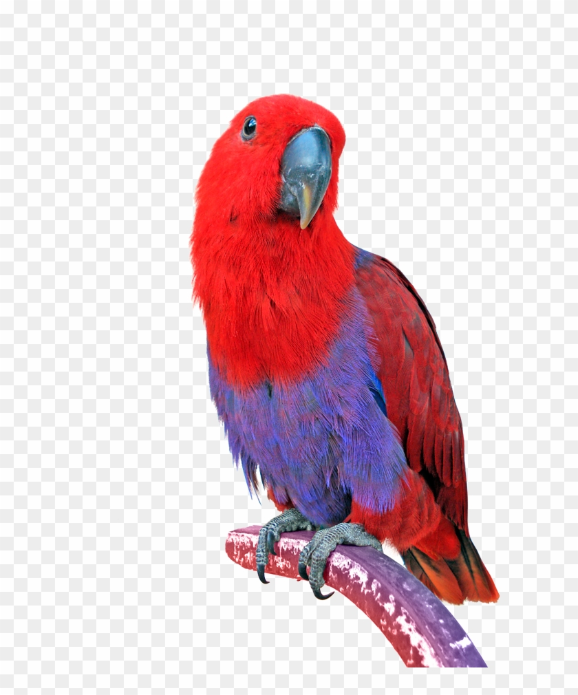 Bird Eclectus Parrot Keeping Parrots Cockatiel - Transparent Images Macaw Parrots #1125855