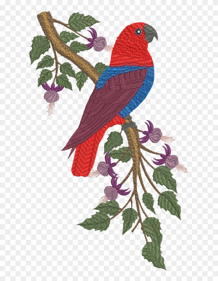 Eclectus Parrot Web - Eclectus Parrot Web #1125857