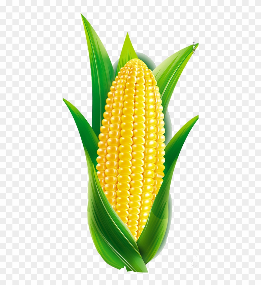 Maize Cartoon - Corn - Maiz Diseño #1125988