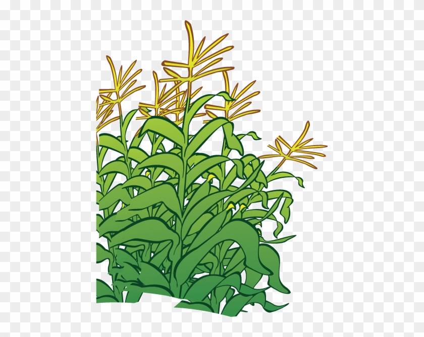 Corn Stalk Cartoon Images - Cartoon Corn Stalk Transparent #1126008