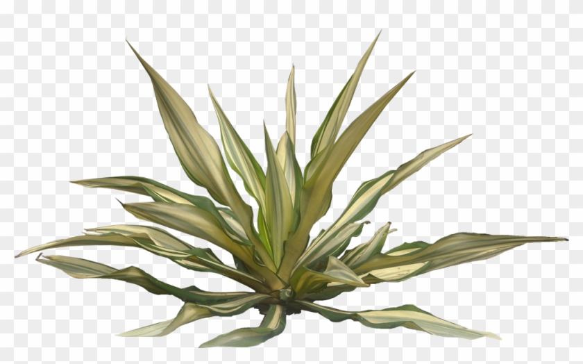A Collection Of Tropical Plant Images With Transparent - Desert Plant Png Transparent #1126100