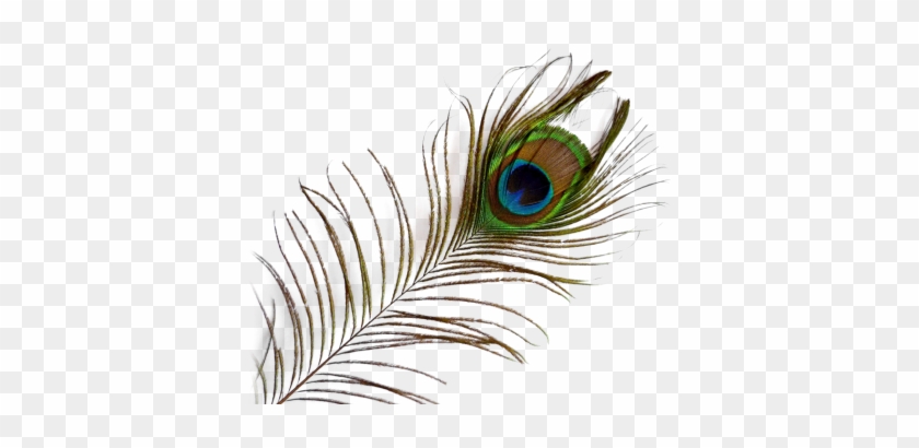 Feather Png Transparent Pic Png Images - Peacock Feather Transparent Background #1126144
