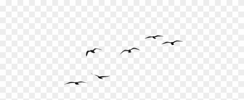 Spring Birds Clip Art Black And White - Galata Bridge #1126167