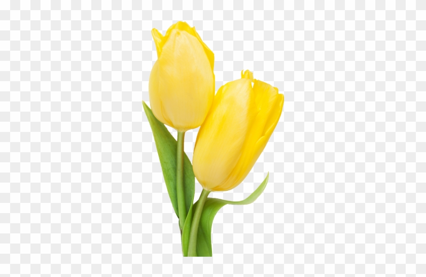 Yellow-tulip - Tulip #1126438