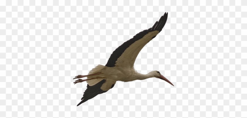 Stork Bird Png Image - Stork Transparent #1127026