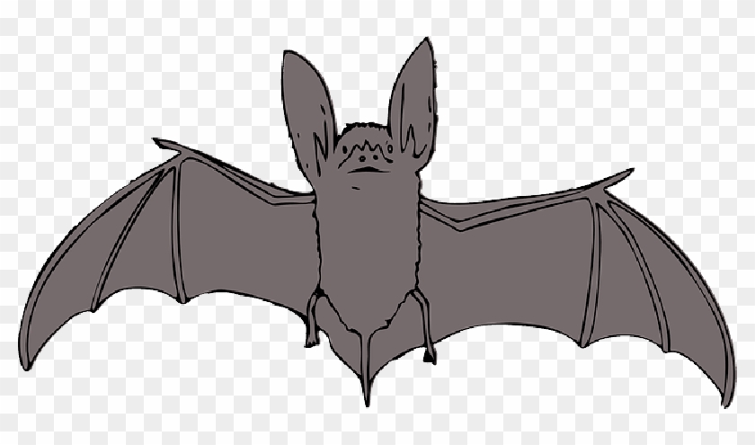 Animals, Bat, Cartoon, Bird, Cute, Night, Animal - Bat Clip Art #1127896